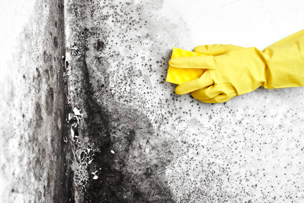 Best Commercial Mold Inspection  in New Port Richey East, FL