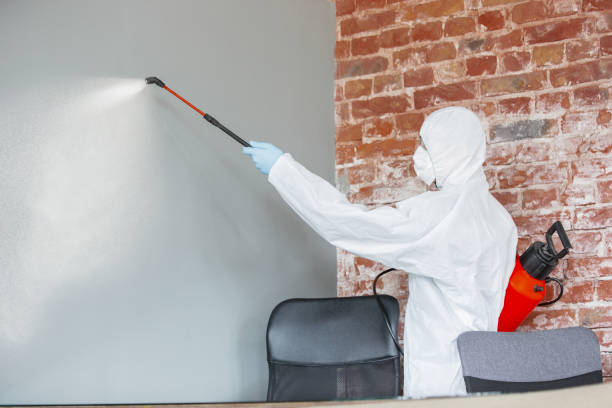 Best Mold Odor Removal Services  in New Port Richey East, FL